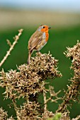 ROBIN ON GORSE BUSH