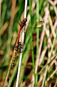 DRAGONFLY,  COMMON DARTER PAIR RESTING ON RUSH