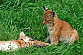 LYNX CUBS PLAYING