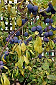 DAMSON MERRYWEATHER LADEN WITH FRUIT