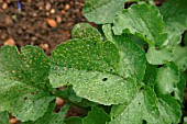 FLEA BEETLE ATTACK ON RADISH LEAF