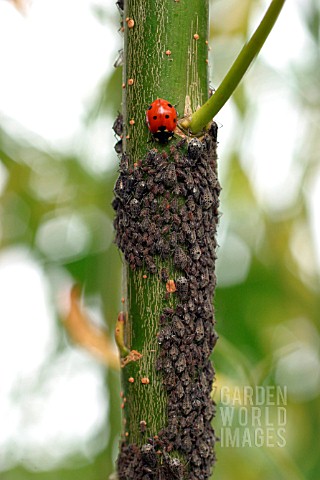 LADYBIRD_EATING_WILLOW_APHIDS