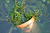 HORNWORT CAN BLOCK,  WATER RETURNS