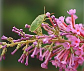 GREEN TORTOISE BEETLE ON BUDDLEJA