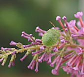 GREEN TORTOISE BEETLE ON BUDDLEJA