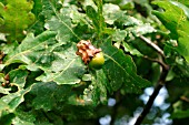 CUP GALL ON ACORN