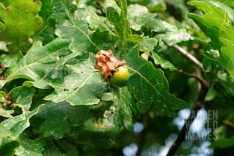 CUP_GALL_ON_ACORN