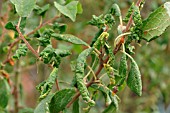 LEAF CURLING PLUM APHID DAMAGE TO DAMSON LEAVES