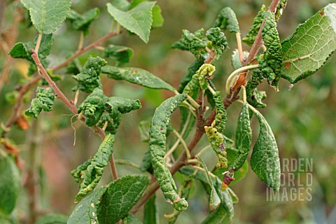 LEAF_CURLING_PLUM_APHID_DAMAGE_TO_DAMSON_LEAVES