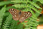 SPECKLED WOOD BUTTERFLY ON FERN