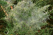 RED SPIDER MITE WEB ON GORSE