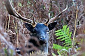 FALLOW DEER (DAMA DAMA) BUCK WITH BROKEN ANTLER