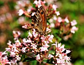 GATEKEEPER BUTTERFLY TAKING NECTAR FROM FLOWER