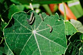 CABBAGE WHITE CATERPILLARS ON NASTURTIUM LEAF