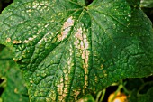 RED SPIDER MITE ON CUCUMBER LEAF