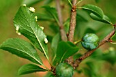 LEAF GALLS ON BLACKTHORN