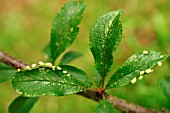 LEAF GALLS ON BLACKTHORN