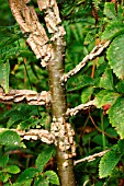 WINGED CORK ON ELM