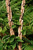 WINGED CORK ON ELM