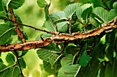 WINGED CORK ON ELM