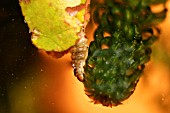 BROWN CHINA MARK MOTH EATING PONDWEED