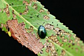 WILLOW LEAF BEETLE ON WILLOW LEAF