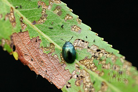 WILLOW_LEAF_BEETLE_ON_WILLOW_LEAF