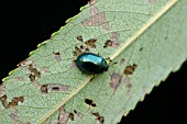 WILLOW LEAF BEETLE ON WILLOW LEAF