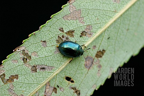 WILLOW_LEAF_BEETLE_ON_WILLOW_LEAF