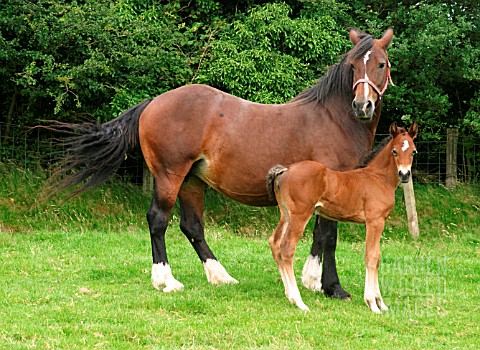 WELSH_COBS_CLASS_D_WITH_FOAL