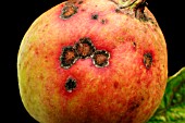 APPLE SCAB ON APPLE