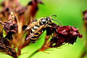 COMMON WASP