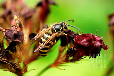 COMMON_WASP