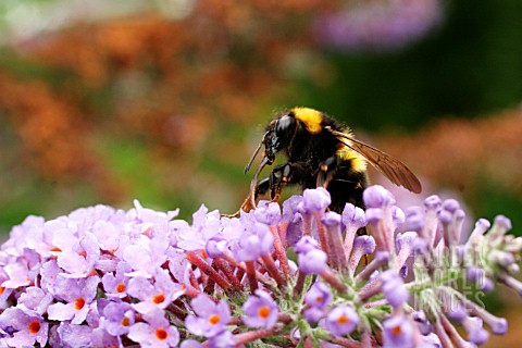 BUMBLE_BEE_TAKING_NECTAR_FROM_BUDDLEIA