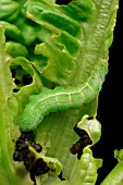 AUTOGRAPHA GAMMA EATING LETTUCE (SILVER Y CATERPILLAR)