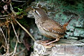 WREN, TROGLODYTES TROGLODYTES , WITH MOSS FOR NEST,  SIDE VIEW