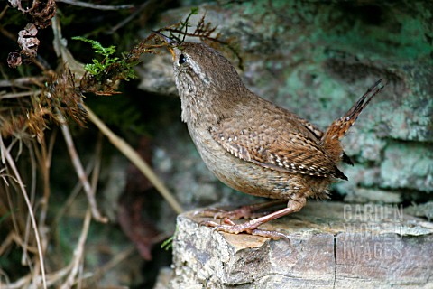 WREN_TROGLODYTES_TROGLODYTES__WITH_MOSS_FOR_NEST__SIDE_VIEW