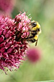 WHITE TAILED BUMBLEBEE ON FLOWER