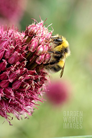 WHITE_TAILED_BUMBLEBEE_ON_FLOWER