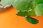 BROWN CHINA MARK MOTH CATERPILLAR ON EDGE OF LEAF