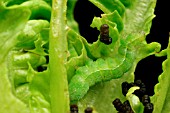 SILVER Y EATING LETTUCE LEAF