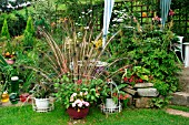 PEACOCK FEATHERS AND FLOWERS IN CONTAINERS