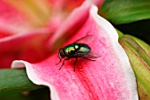 GREEN BOTTLE FLY ON FLOWER