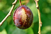 PRUNUS SCAB ON PLUM