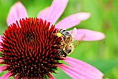 HONEY BEE WITH POLLEN SAC COLLECTING NECTAR