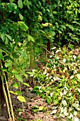 PRUNING RUBUS IDAEUS (RASPBERRY) BY CUTTING THE FRUITED CANES