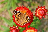 PAINTED LADY BUTTERFLY TAKING NECTAR