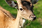 FALLOW DEER