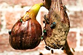 FLIES ON ROTTING FIG