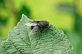 BLUEBOTTLE FLY ON LEAF